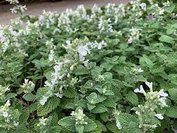 NEPETA Snowflake