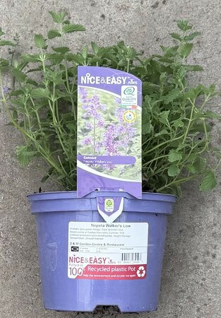 Nepeta Walker's Low