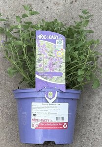 Nepeta Walker's Low