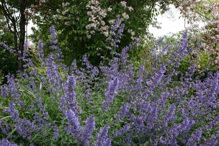 NEPETA WALKERS LOW