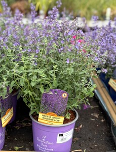 NEPETA WALKERS LOW