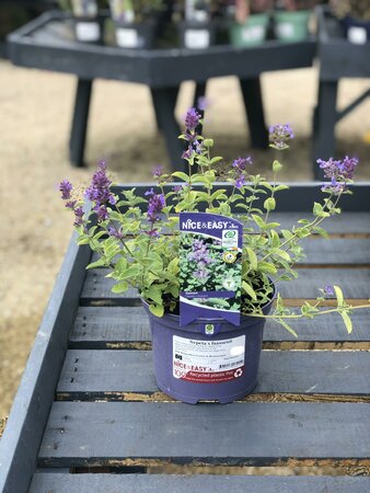 Nepeta x faassenii