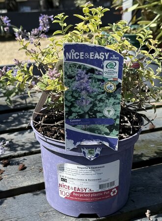 Nepeta x faassenii