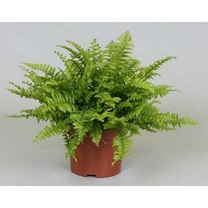 Nephrolepis boston blue bell