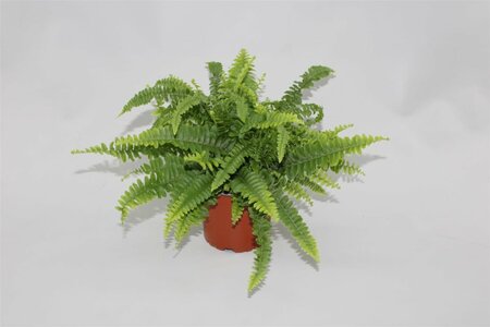 Nephrolepis exal. 'Green Lady'(ASP)