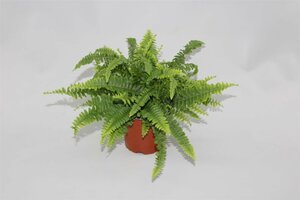 Nephrolepis exal. 'Green Lady'(ASP)