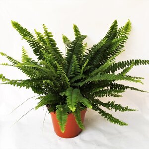 Nephrolepis green lady