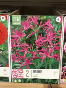 NERINE ISABEL