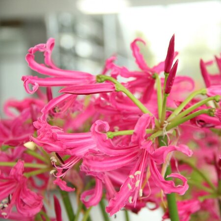 NERINE ISABEL