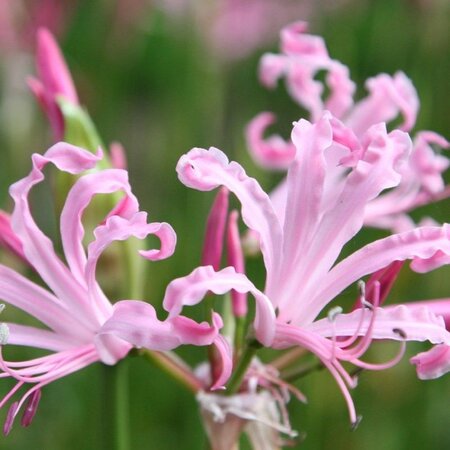 NERINE OSTARA