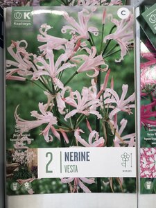 NERINE VESTA