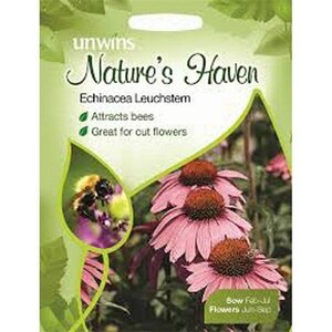 Echinacea Leuchstern