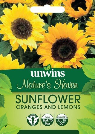 NH Sunflower Oranges and Lemons