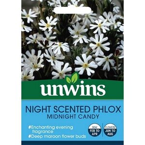 Night Phlox Midnight Candy