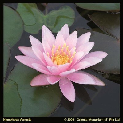 Nymphaea venusta pink