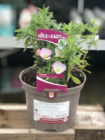 Oenothera Twilight ®