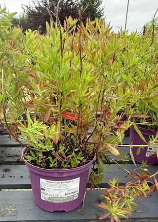 Oenothera Twilight ®