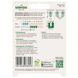 OG Millet Purple Majesty F1Flower - image 2