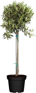 OLEA europaea 1/4 Standard Stem 50cm  Crown 30-40cm (Olive) - image 1