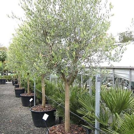 Olea europaea / P21, on a stem