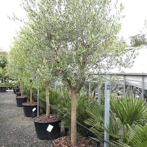 OLEA europea  Std