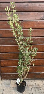 Olearia traversii
