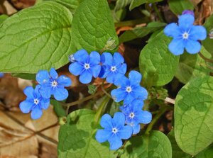 Omphalodes verna