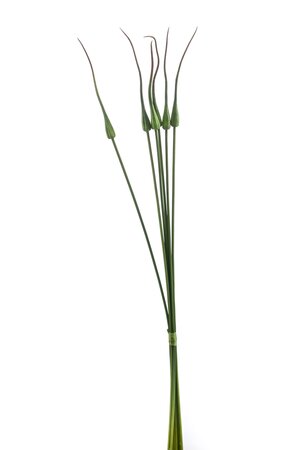 Onion grass bundle x6 85cm