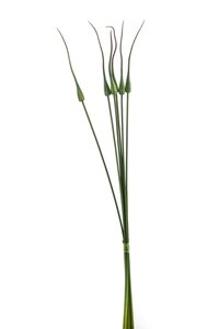 Onion grass bundle x6 85cm