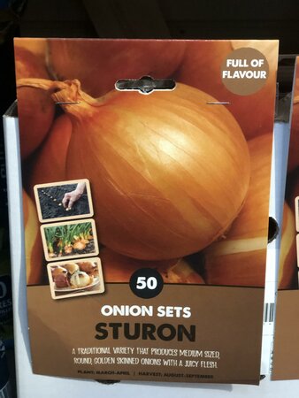 ONIONSETS STURON