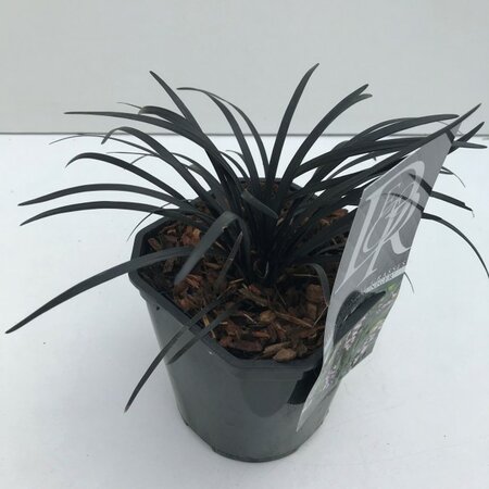 Ophiopogon Niger 25cm