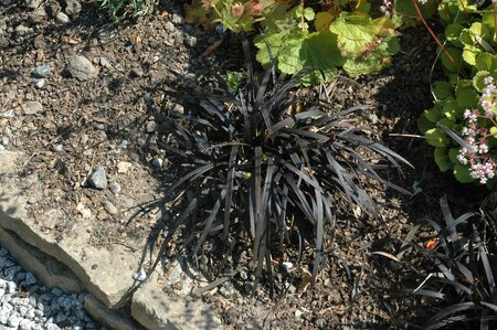 OPHIOPOGON P. BLACK DRAGON