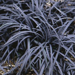 OPHIOPOGON P. NIGRESCENS