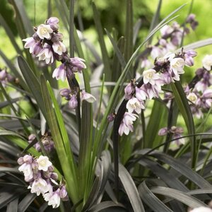 Ophiopogon plan. 'Niger' / 2.5 Ltr pot