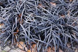 Ophiopogon planiscapus niger