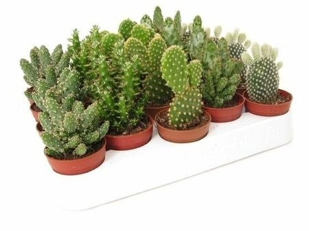 Opuntia mix