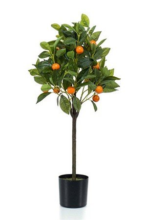 Orange Tree in plastic pot
