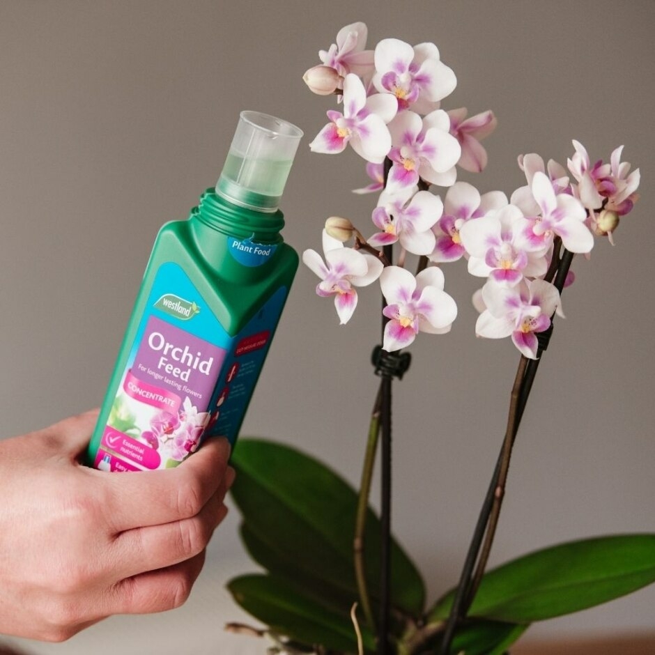 Orchid Feed Concentrate D and M Garden Centre