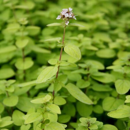 Oregano vulg. 'Thumbles Var.'