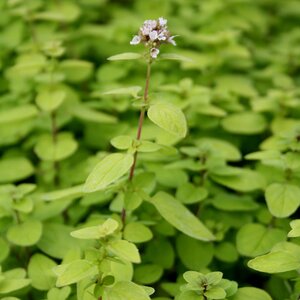 Oregano vulg. 'Thumbles Var.'