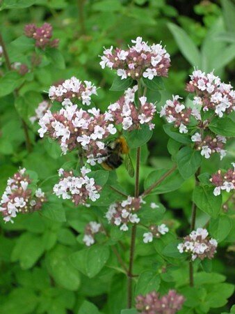 Origanum wilde