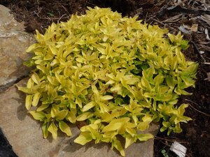 Origanum yellow