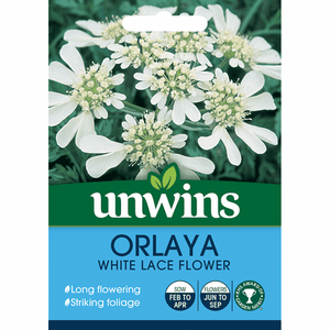 Orlaya White Lace Flower