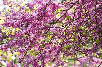 Ornamental Trees