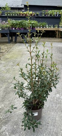 OSMANTHUS BURKWOODII