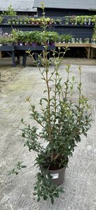 OSMANTHUS BURKWOODII