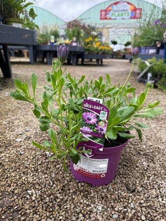 Osteospermum 'Cannington Roy'