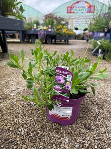 Osteospermum 'Cannington Roy'