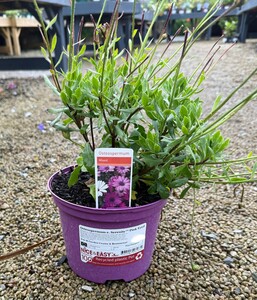 Osteospermum e. Serenity™ Pink Eyed