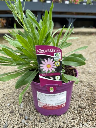 Osteospermum jucundum - image 2